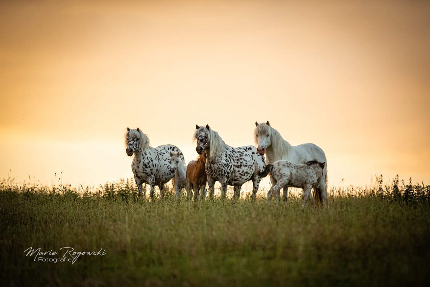 Lendorfs Mini-Appaloosa